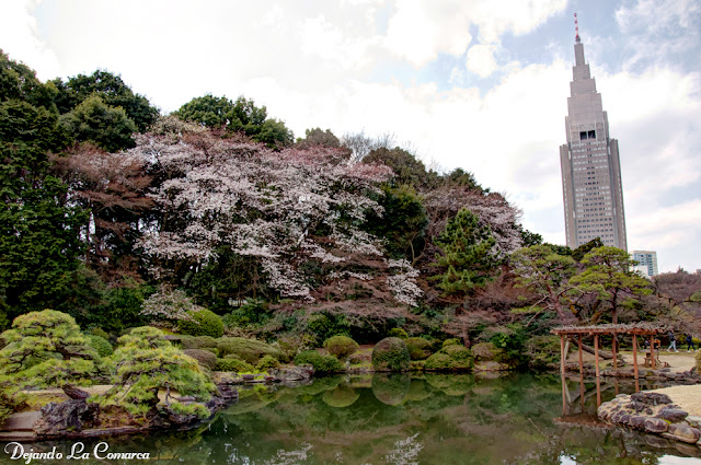 Día 4 - Gyoen - Meiji - Shibuya - Odaiba - Japón primavera 2016 - 18 días (con bajo presupuesto) (1)