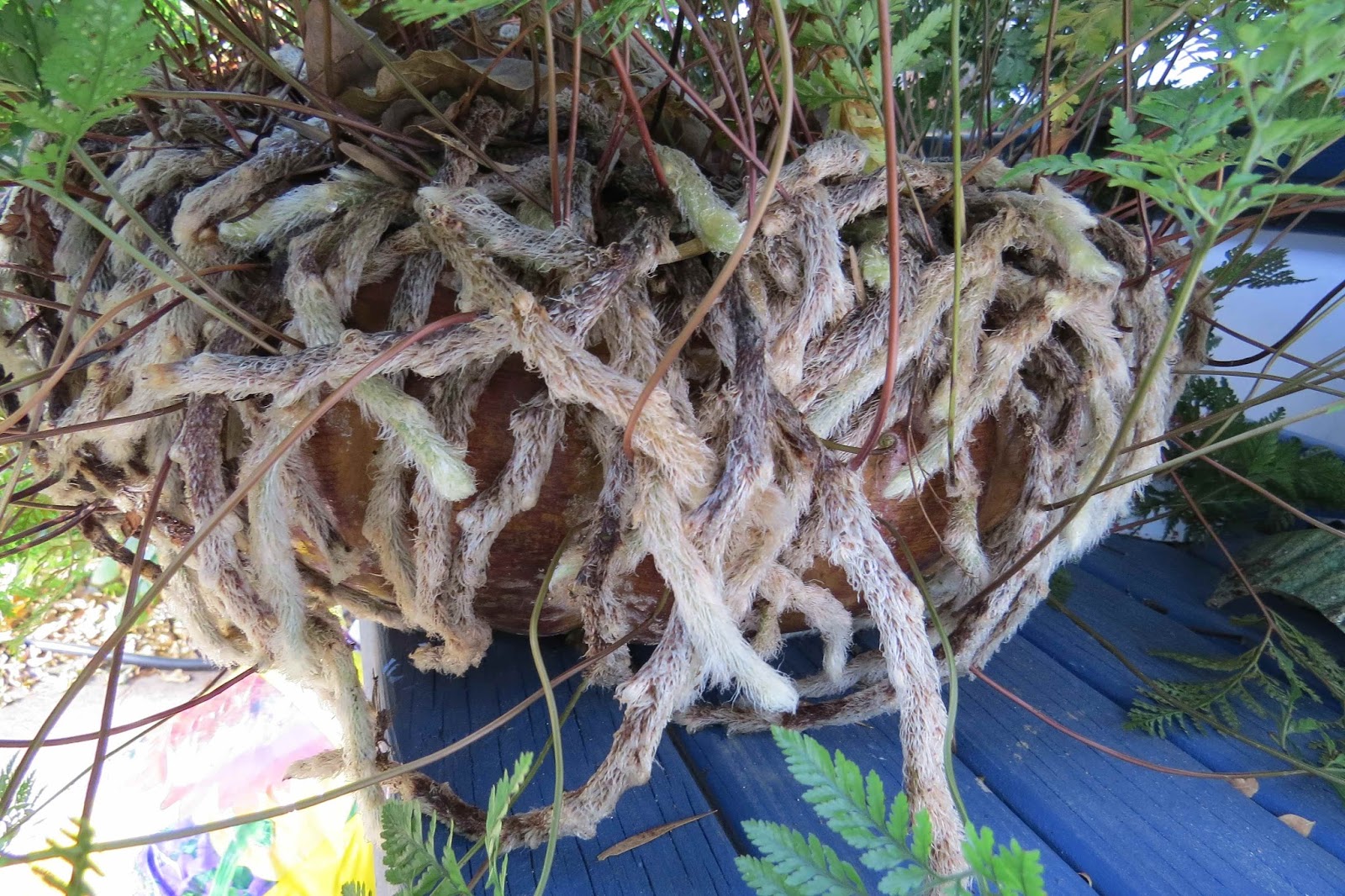Greenbow Rabbit's Foot Fern Davillia Fyeensis Fern