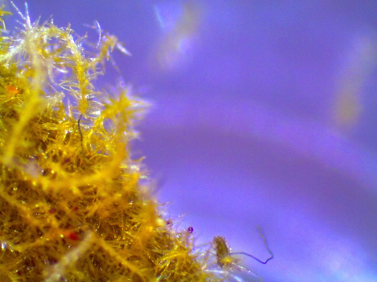 Pollen Evolution AVMM Kangaroo Paw