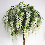 6ft White Wisteria Tree