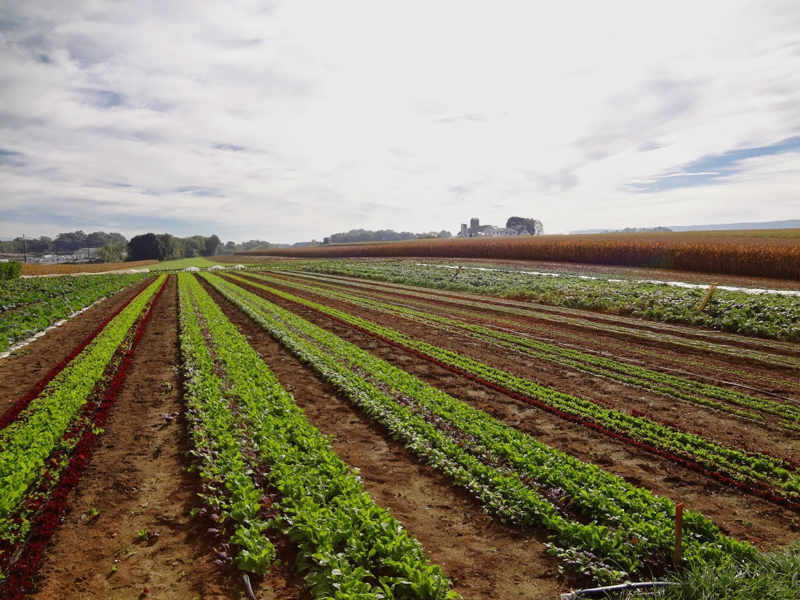 BRYN MAWR FARMERS MARKET