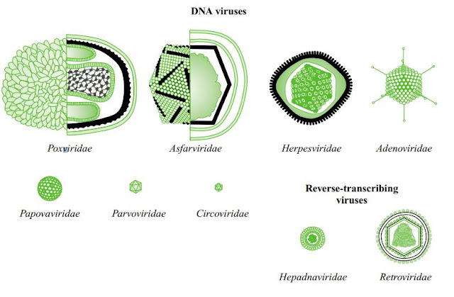 THE FUNCTION AND FORMATION OF VIRUS PARTICLES