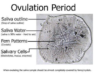 Fern test for pregnancy Pregnant