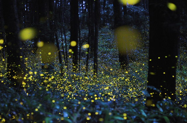 fireflies lightning bugs at night 