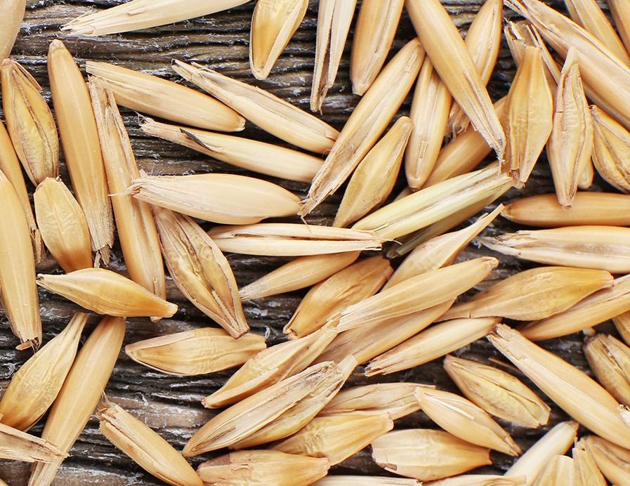 FOOD SCIENCE The importance of rye to human health