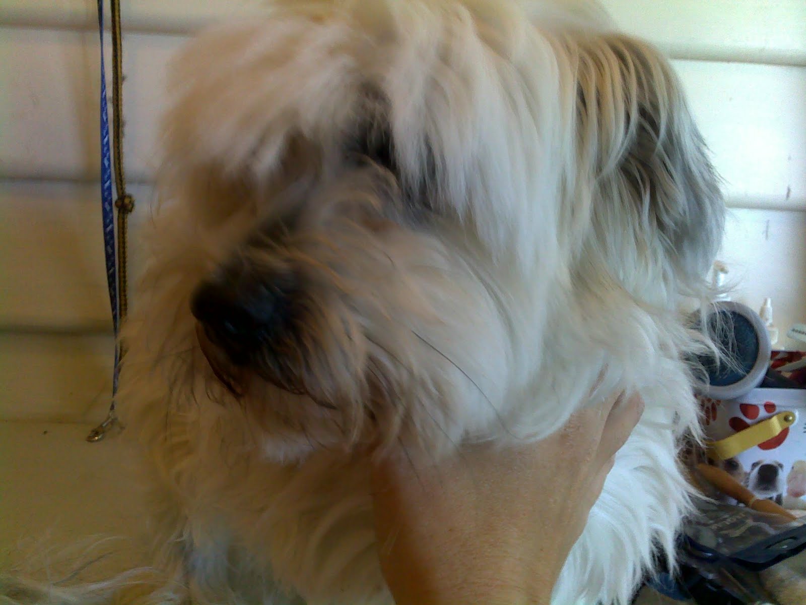 Indiana Bones Canine Grooming Blog Raiders of the lost bark Dog