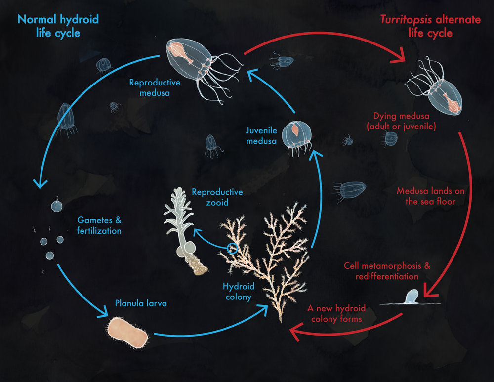 The Immortal Jellyfish ALL ABOUT SCIENCE
