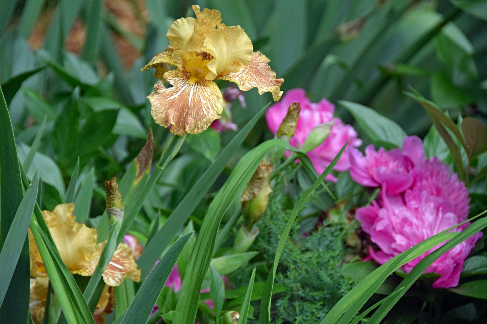 Southern Peony 2016 Peony Companion Plant Bearded Iris