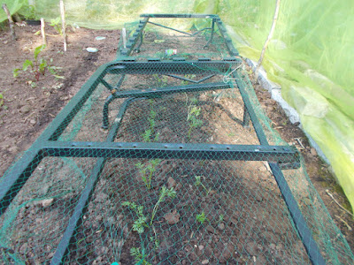 Carrot seedlings 80 Minute Allotment Green Fingered Blog