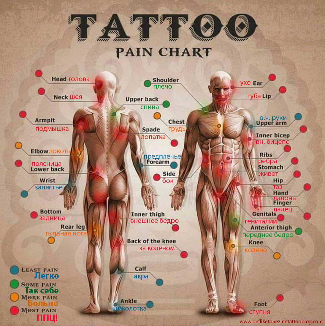 Чарт болевых ощущений – Tattoo pain chart