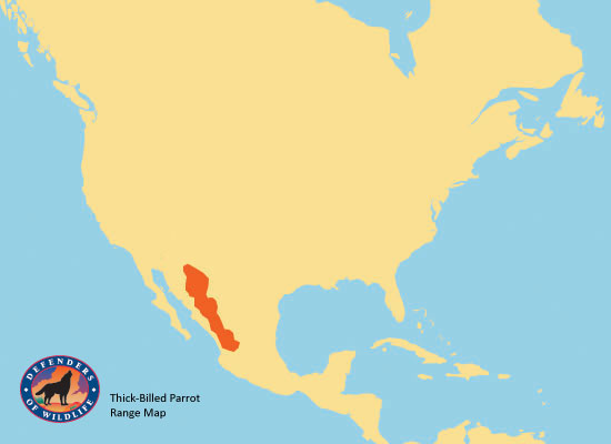 Sierra Madre Desert On World Map Thick Billed Parrot Range Map 