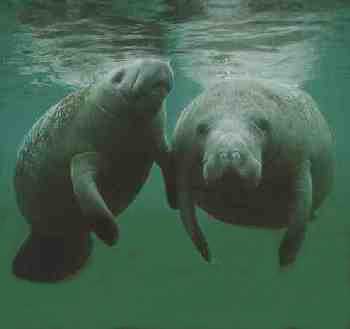 ECOSISTEMAS DE COSTA RICA: ESTUARIOS