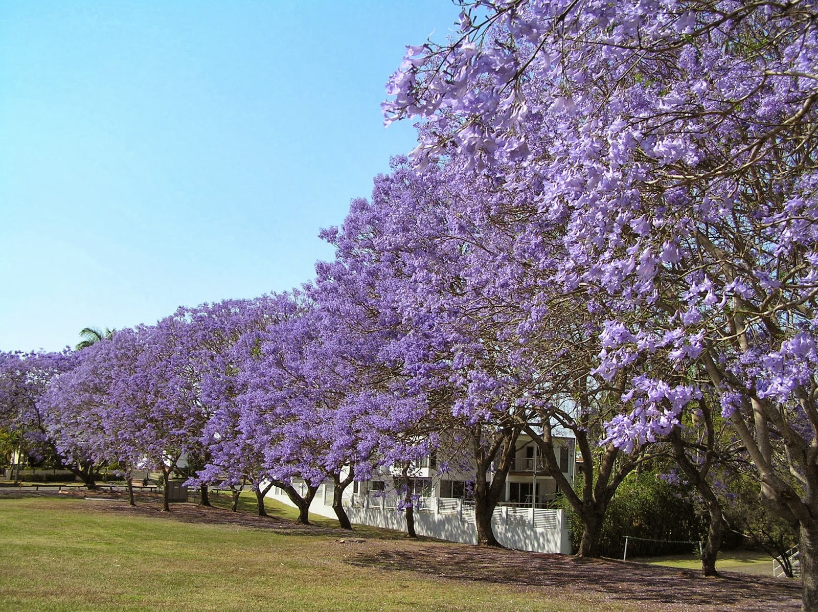 Helen Malone Jacaranda Time