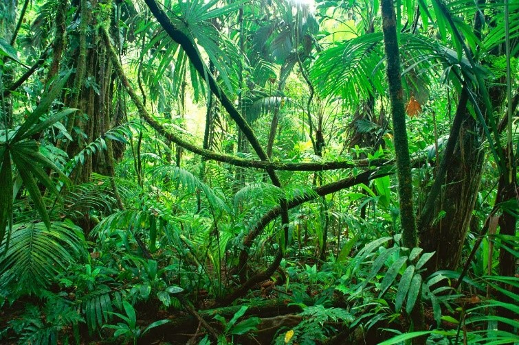 Ilmu Alam Dan Teknologi Hutan Hujan Tropis Si Jantung Kehidupan Dunia