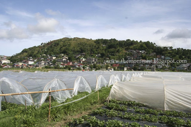 Strawberry fields covered by plastic for protection