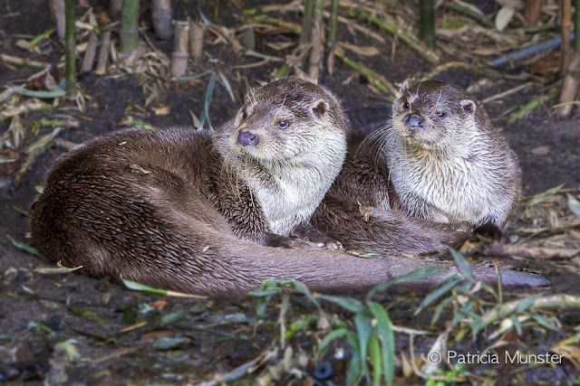 European otters