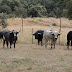Novilhos de Couto Fornilhos em Calasparra