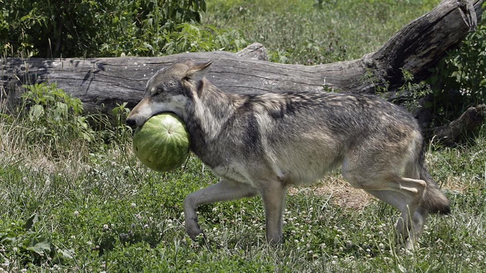 Wolves, Wolf Facts, Cougars, Cougar Facts, Coyotes, Coyote Facts - Wolves,  Cougars, Coyotes Forever: While one thinks of Coyotes as opportunistic  eaters of fruit, it is a whole other thing to "digest"