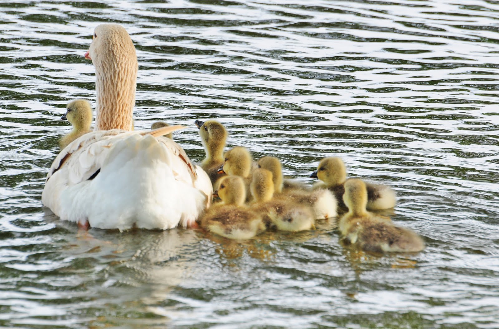 Beautiful Wallpapers for Desktop: Goose wallpapers hd