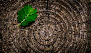 blog-mania.ro postare Vis Si Poezie
