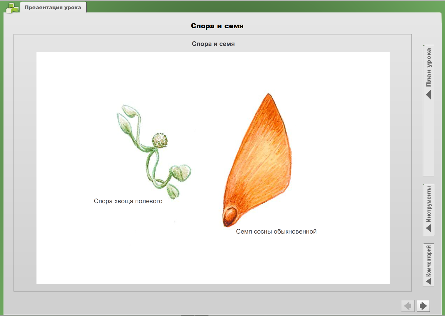 отличие спор от семян. отличие семени сосны от споры папоротника. отличие семени и споры. отличие семян от спор папоротника. спора и семя различия.
