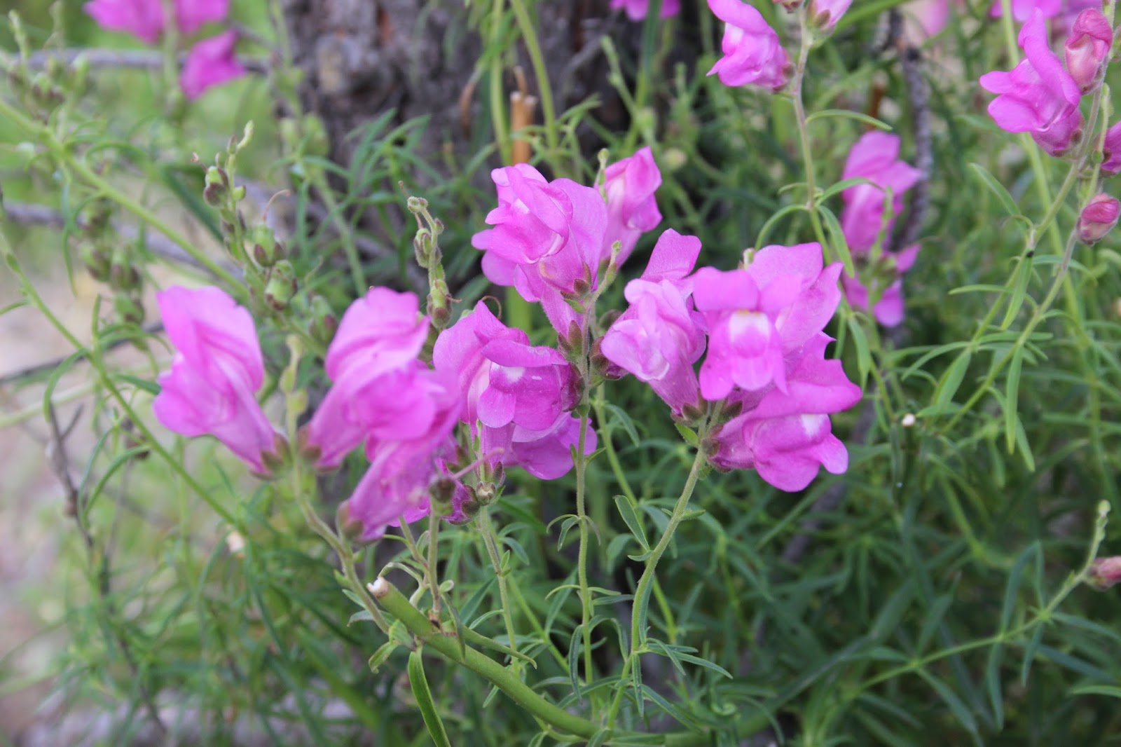 Cyprus plant Idea