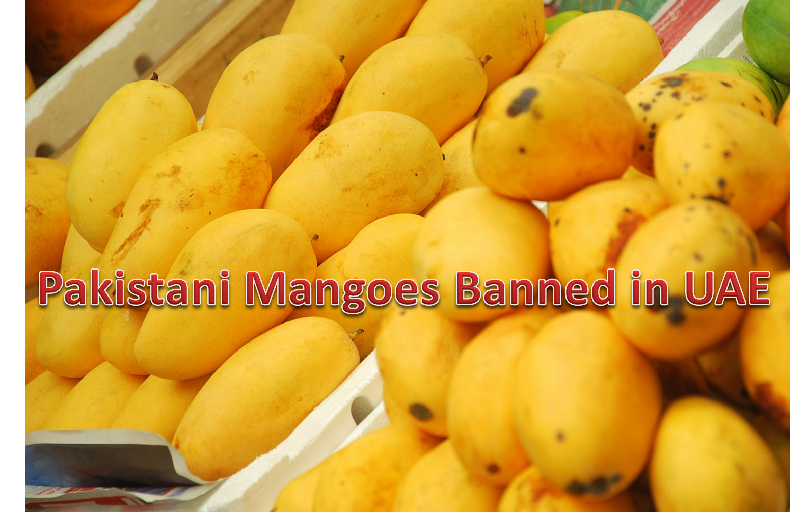 UAE will miss Pakistani Mangoes this Summer UAE LABOURS