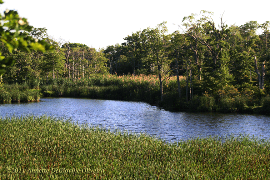 Long Island Images Take a Hike in the Arshamomaque Preserve, Greenport