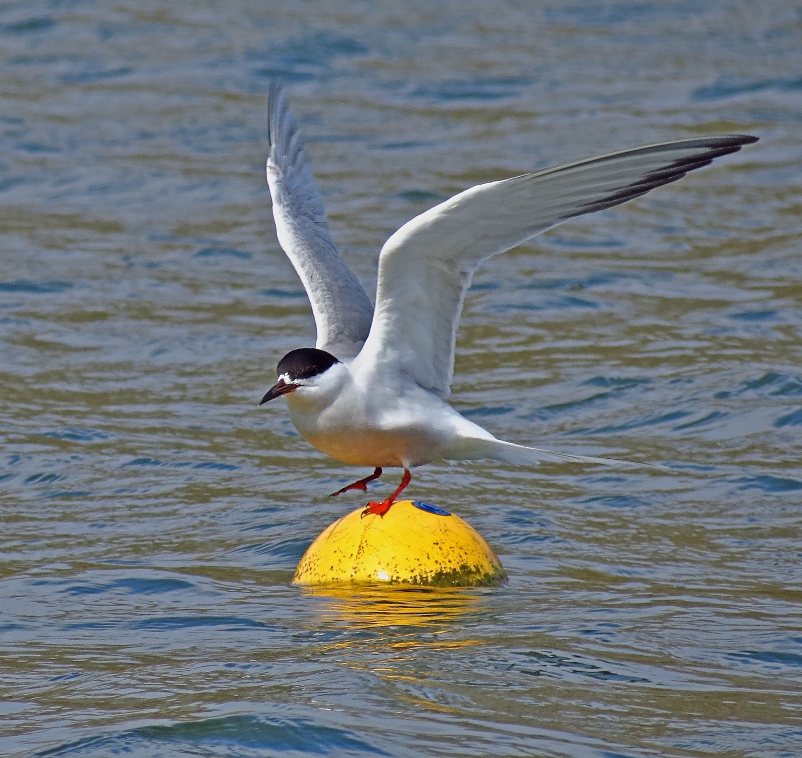 Hedgeland Tales: Common Tern