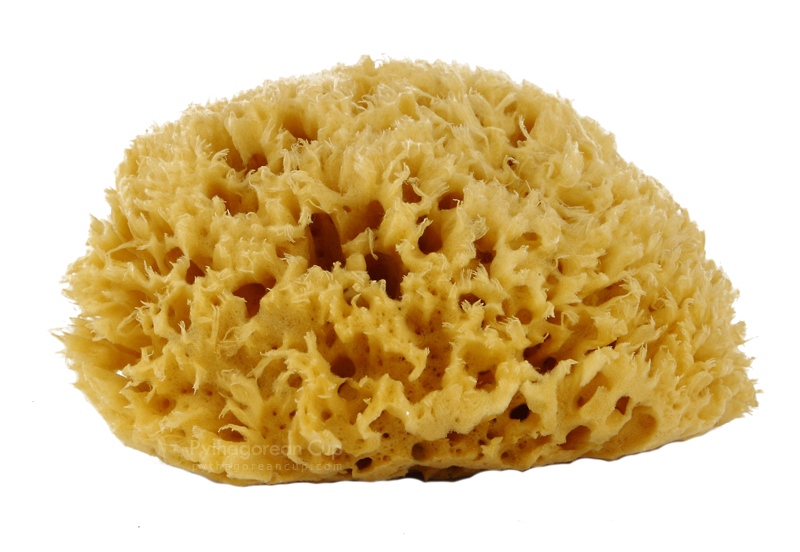 Why to buy a Sea sponge? Cambridge Greek Corner