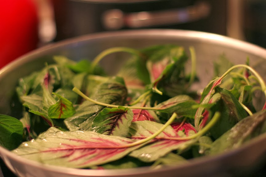 HOW TO GROW CHINESE SPINACH FROM SEED The Garden of Eaden