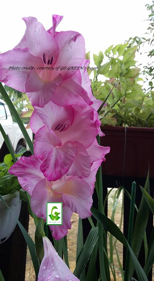Seeds For Sale Online GLADIOLUS bulbs for sale