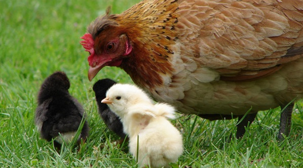 Hasil 99 Arti Mimpi Ayam Betina Hitam Putih Bertelur Mati Tafsir Dan Maknanya Buktinya Hasil 99 Arti Mimpi Ayam Betina Hitam Putih Bertelur Mati Tafsir Dan Maknanya Buktinya