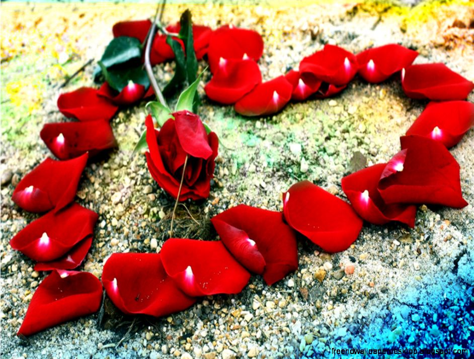 Heart Flowers Roses Photo Hd Wallpaper Free High Definition Wallpapers
