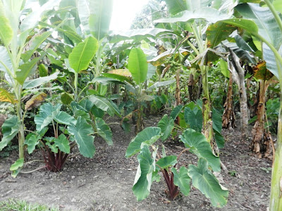 villagers lower money cocoa gold village taro banana along garden