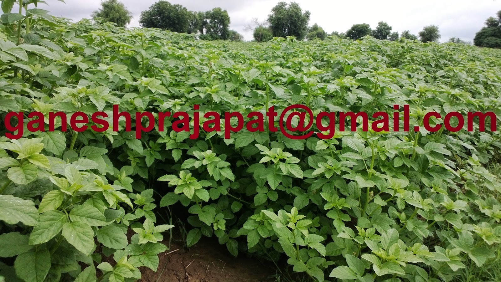GUAR GUM INFORMATION AND GUAR GUM CULTIVATION IN INDIA Guar ( Guar Gum