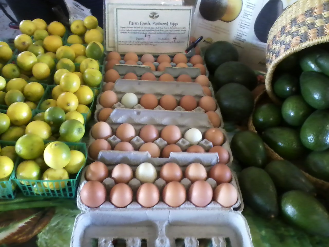 No GMO Man GMO Free Eggs How Hard Can It Be?