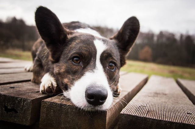 welsh corgi, pies w górach, góry z psem, w góry z psem, pies w rodzinie, kupno psa, wakacje z psem, podróże z psem, welsh corgi, corgi, pies idealny