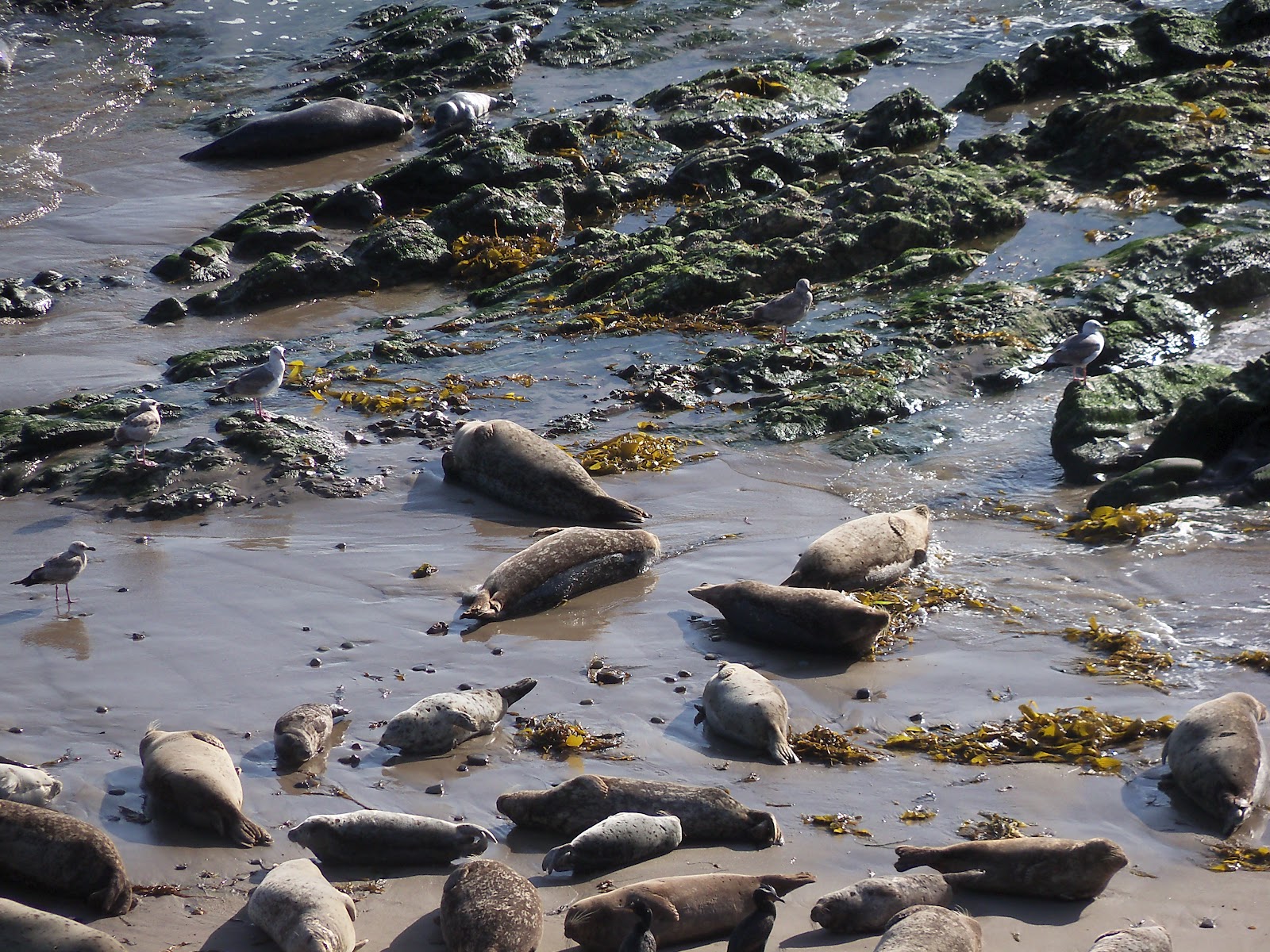 Carpinteria Seal Sanctuary