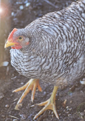 chicken coop finish near line