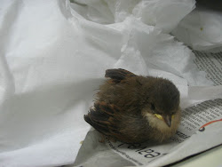 bird birds help injured pet whisker wise animal finding eating resources friendly care