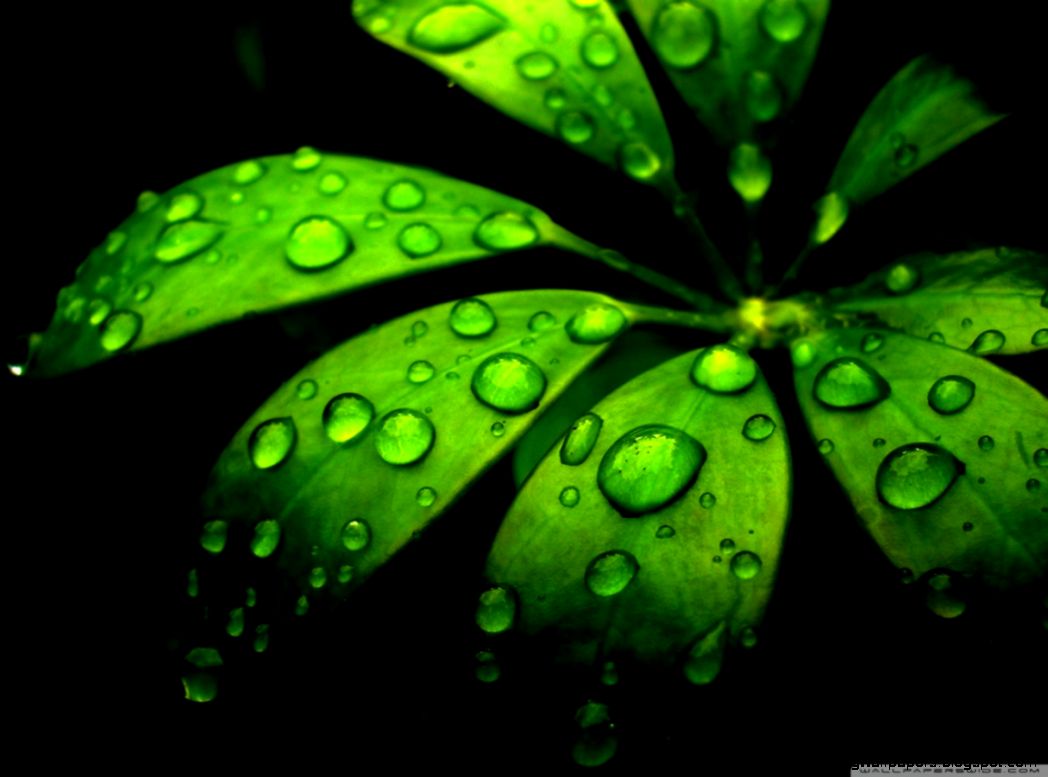 Green Flower HD desktop wallpaper  High Definition  Fullscreen