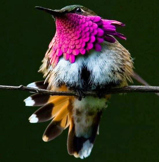 πουλί μέλισσα Bee Hummingbird 