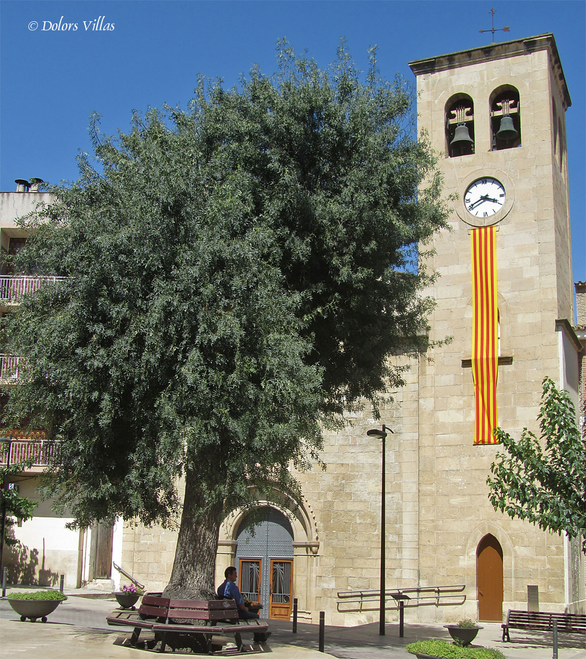 Flora de la Ribera d'Ebre Freixa