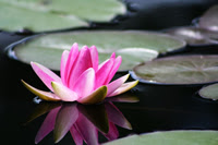 The Lotus flower grows in muddy water and rises above the surface to bloom with remarkable beauty