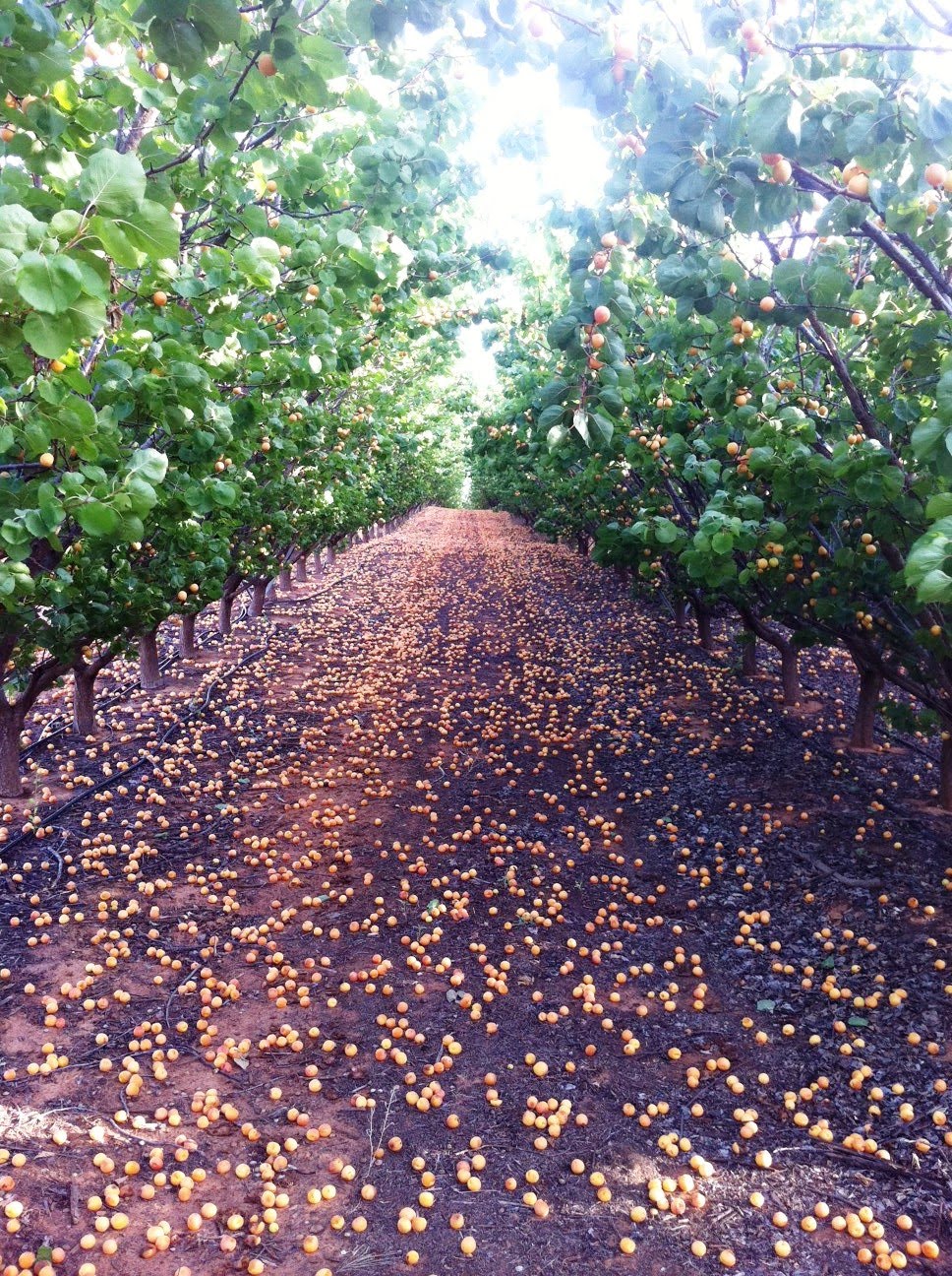 Simmone Logue Apricot Season!