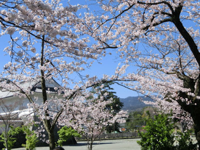  小田原城址公園の桜