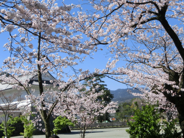 小田原城の桜