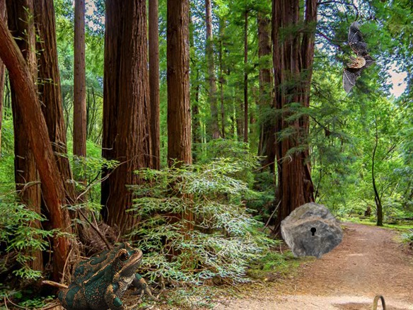 LolEscape Sequoia Forest …