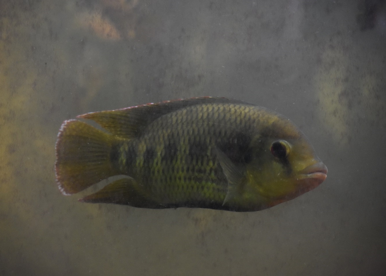 ZOOTOGRAFIANDO (MI COLECCIÓN DE FOTOS DE ANIMALES) TILAPIA MANCHADA